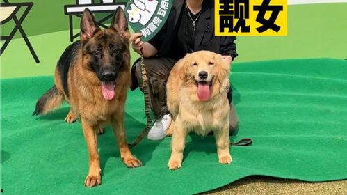 狗狗会成为网红吗为什么