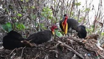 吃瓜专业小能手,吃瓜专业小能手带你领略幕后风云